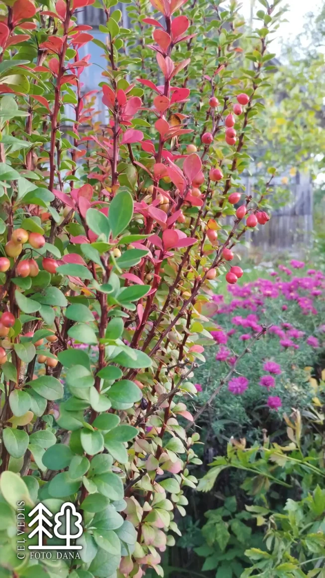 Berberis thunbergii   'Erecta'